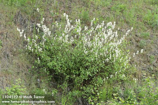 Redstem Ceanothus blossoms & foliage