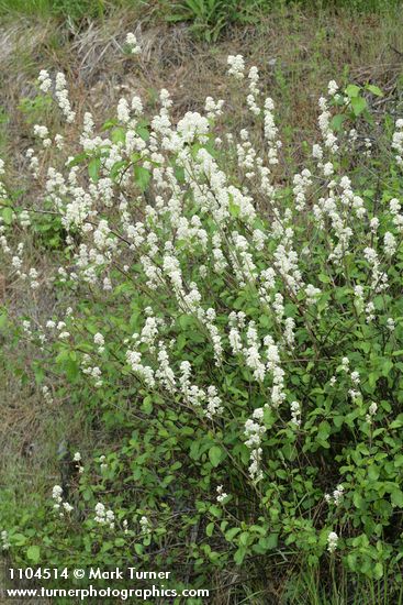 Redstem Ceanothus blossoms & foliage