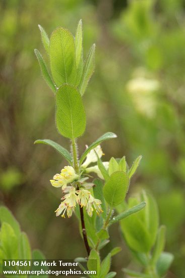 Sweetberry Honeysuckle blossoms & foliage