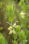 Sweetberry Honeysuckle blossoms & foliage