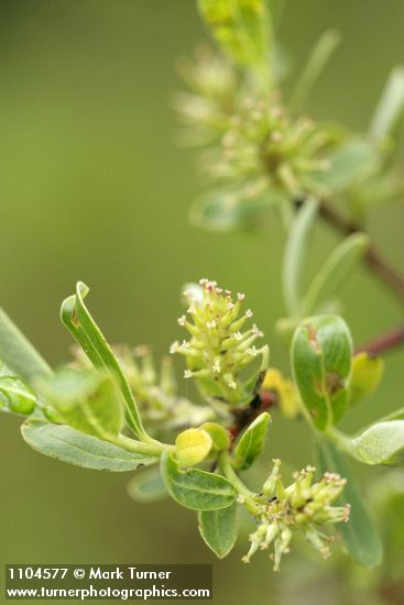 Geyer Willow female aments & foliage