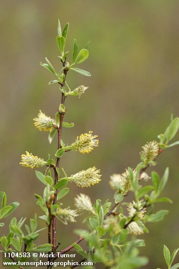 Geyer Willow male aments & foliage