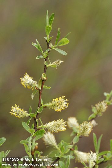 Geyer Willow male aments & foliage