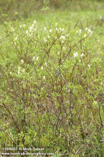 Undergreen Willow (male)