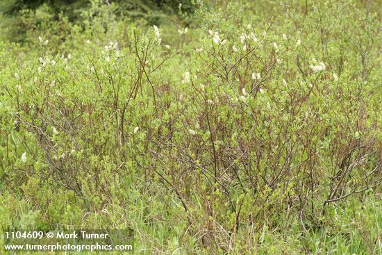 Undergreen Willow (male)