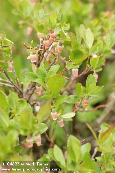 Bog Bluberry blossoms & foliage