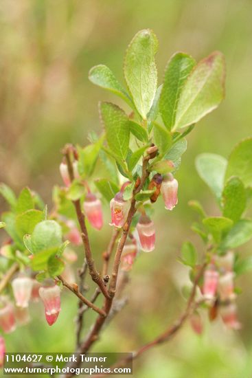 Bog Bluberry blossoms & foliage
