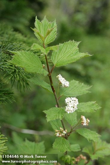 Highbush Cranberry blossoms & foliage