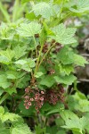 Red Swamp Currant blossoms & foliage
