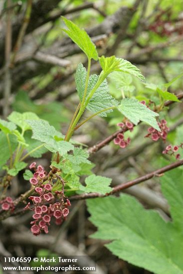 Red Swamp Currant blossoms & foliage