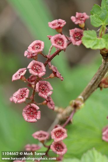 Red Swamp Currant blossoms detail