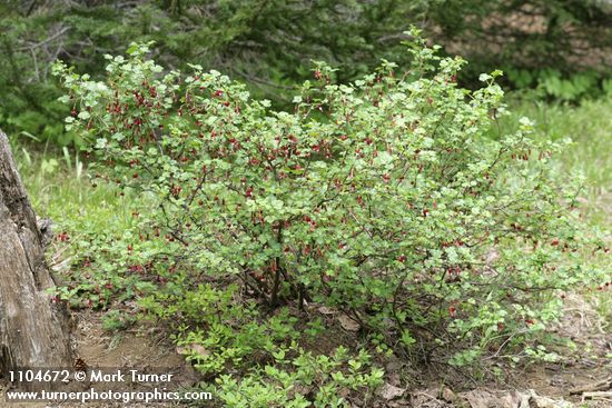 Fuchsia-flowered Gooseberry