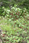 Fuchsia-flowered Gooseberry