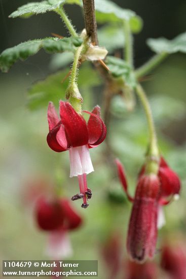 Fuchsia-flowered Gooseberry blossom detail