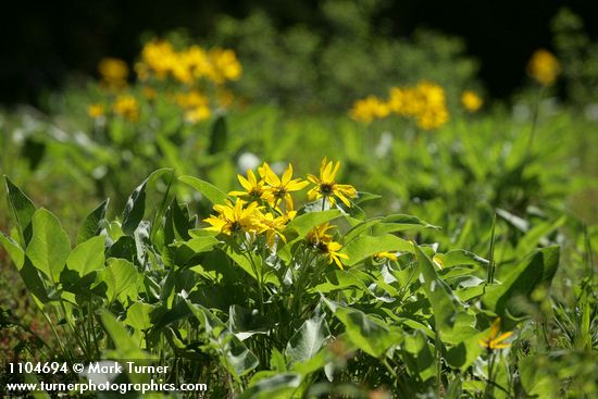 Arrowleaf Balsamroot