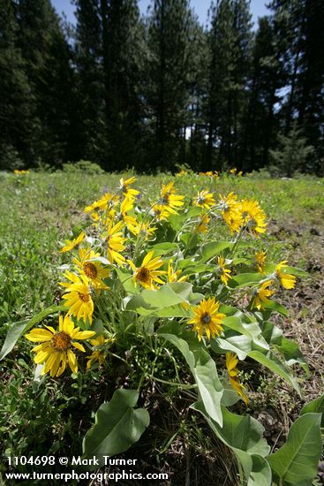 Arrowleaf Balsamroot