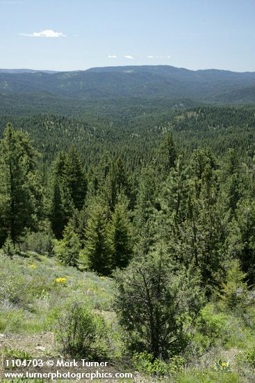 Aldrich Mountains landscape w/ Western Junipers, Ponderosa Pines, Mountain Snowberry fgnd