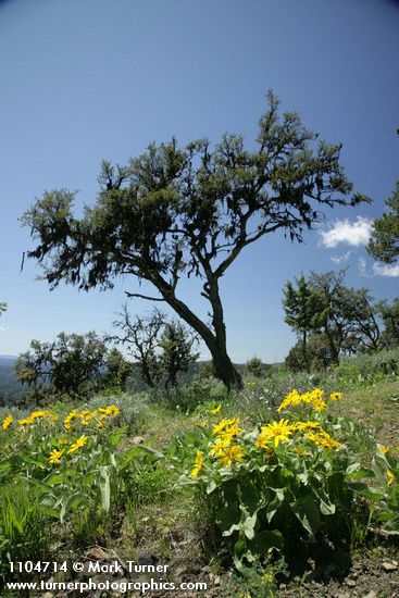 Mountain Mahogany w/ Arrowleaf Balsamroot