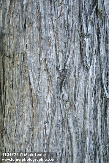 Western Juniper bark