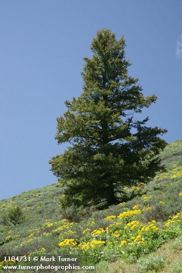 Douglas-fir w/ Arrowleaf Balsamroot fgnd
