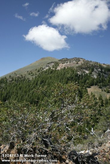 Mountain Mahogany w/ Fields Peak bkgnd