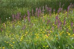 Eephant's Head Lousewort w/ Buttercups in wet meadow
