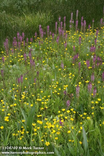 Eephant's Head Lousewort w/ Buttercups in wet meadow