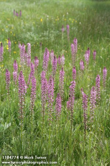Eephant's Head Lousewort