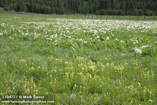Cusick's Paintbrush w/ White Mule's Ears