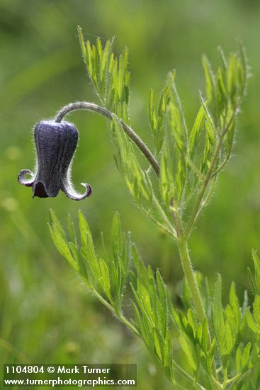 Sugar Bowls blossom & foliage