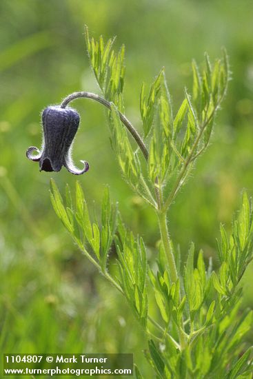 Sugar Bowls blossom & foliage