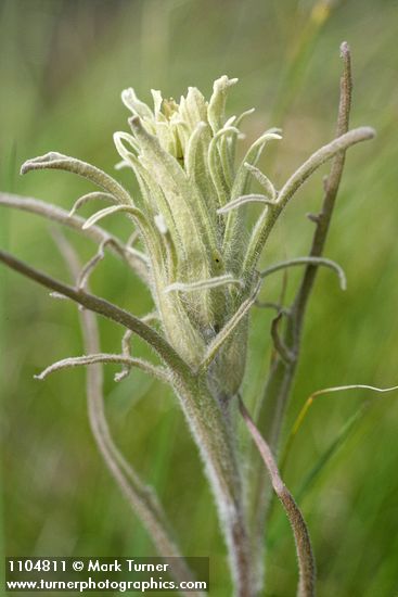 Hairy Yellow Paintbrush bracts detail