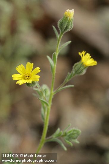 Slender Tarweed