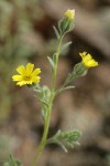Slender Tarweed
