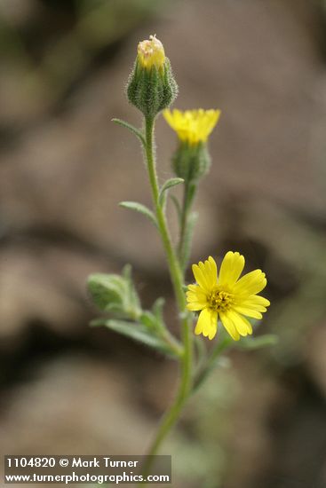 Slender Tarweed