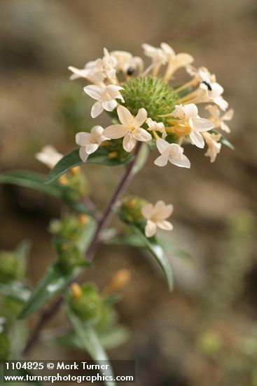 Large-flowered Collomia