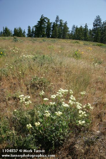Heartleaf Buckwheat in meadow
