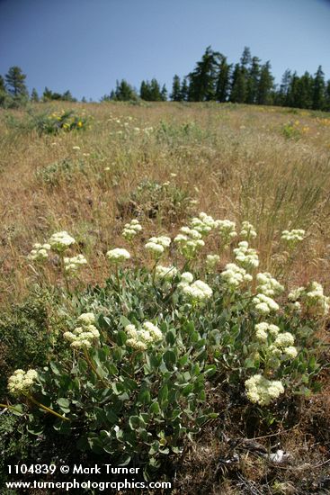 Heartleaf Buckwheat in meadow