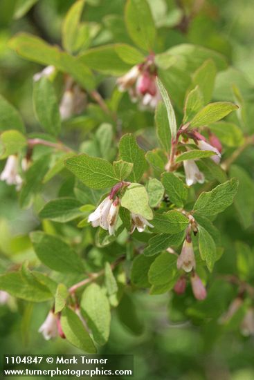 Mountain Snowberry blossoms & foliage