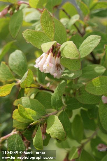 Mountain Snowberry blossoms & foliage