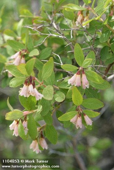 Mountain Snowberry blossoms & foliage