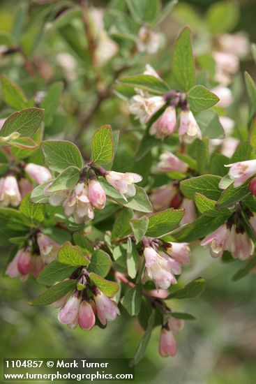 Mountain Snowberry blossoms & foliage