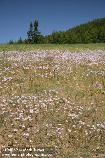 Douglas' Onions in meadow