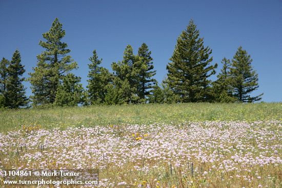 Douglas' Onions in meadow w/ Ponderosa Pines bkgnd