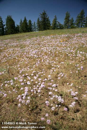 Douglas' Onions in meadow w/ Ponderosa Pines bkgnd