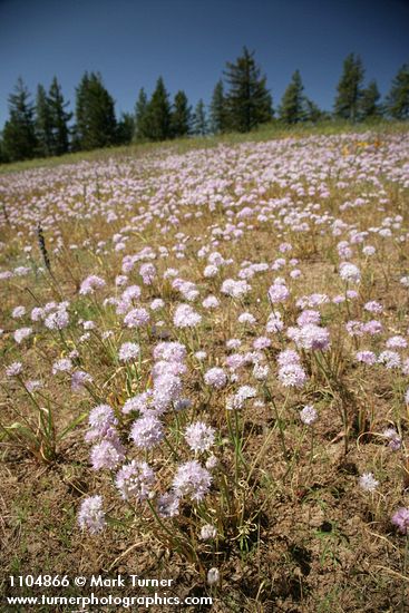 Douglas' Onions in meadow w/ Ponderosa Pines bkgnd