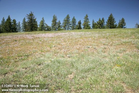Woodrush Pussytoes, Douglas's Onions in meadow w/ Ponderosa Pines bkgnd
