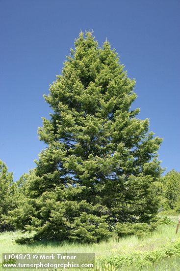 Grand Fir
