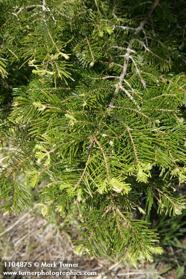Grand Fir foliage