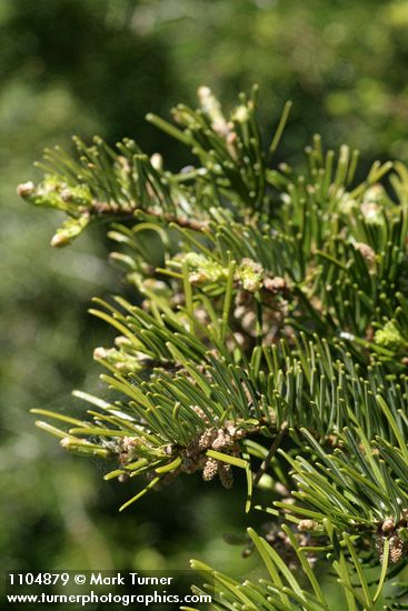 Grand Fir foliage